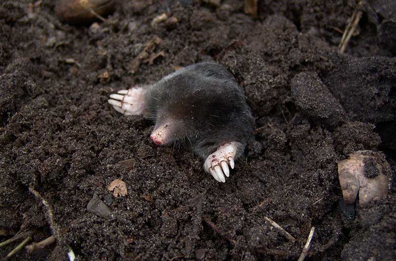 mole in dirt